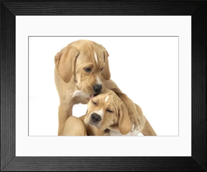 Framed Print : Dog. Perdiguero Portugese (Portugese Pointer) puppies (10 weeks old) Framed Print : Dog. Perdiguero Portugese (Portugese Pointer) puppies (10 weeks old)