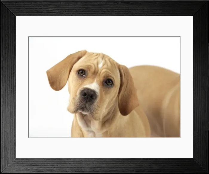 Framed Print : Dog. Perdiguero Portugese (Portugese Pointer) puppy (10 weeks old)