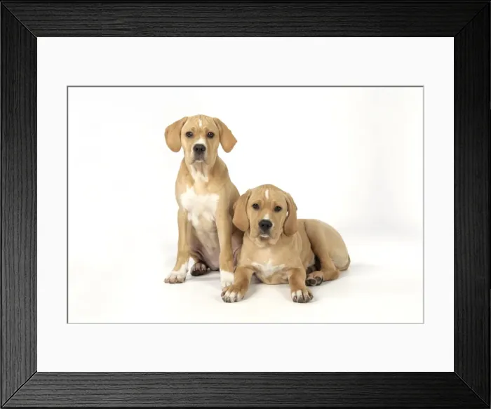 Framed Print : Dog. Perdiguero Portugese (Portugese Pointer) puppies (10 weeks old) Framed Print : Dog. Perdiguero Portugese (Portugese Pointer) puppies (10 weeks old)