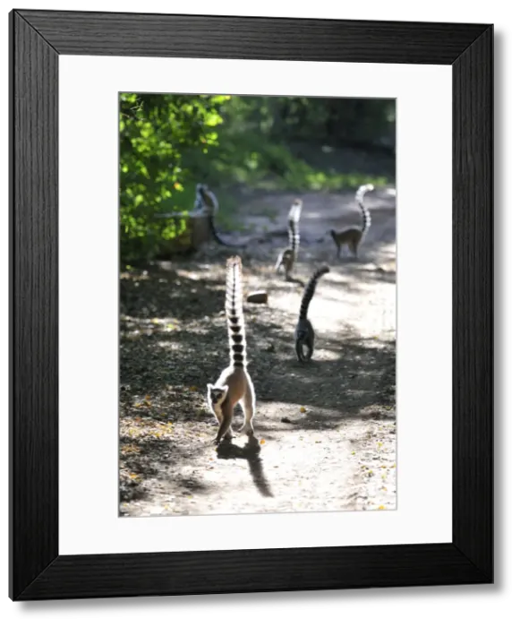 Framed Print : Ring-Tailed Lemurs - walking with tail up at Berenty - Madagascar Framed Print : Ring-Tailed Lemurs - walking with tail up at Berenty - Madagascar