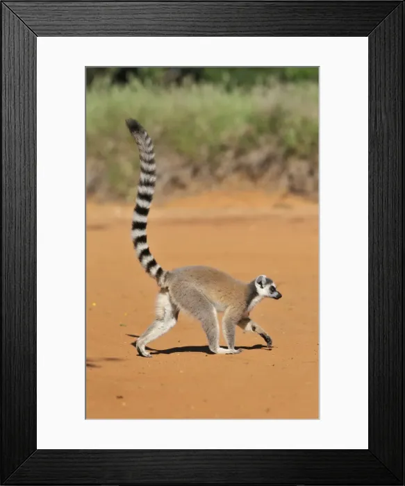 Framed Print : Ring-Tailed Lemur - walking with tail up at Berenty - Madagascar