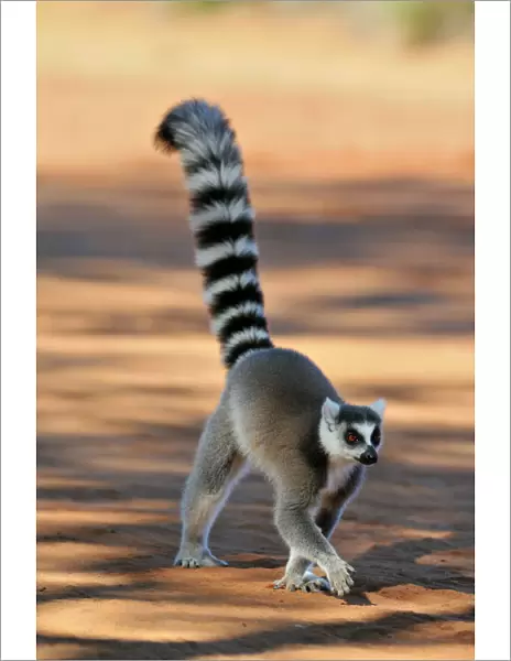 Ring-Tailed Lemur - walking with tail up at Berenty - Madagascar