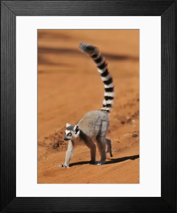Framed Print : Ring-Tailed Lemur - walking with tail up at Berenty - Madagascar Framed Print : Ring-Tailed Lemur - walking with tail up at Berenty - Madagascar