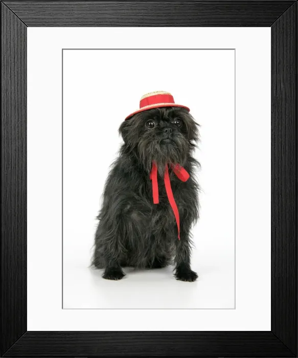 Framed Print : DOG. Affenpinscher with hat Framed Print : DOG. Affenpinscher with hat
