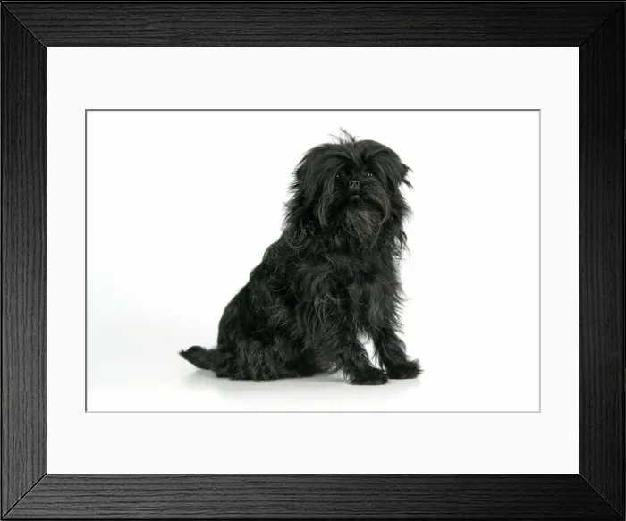 Framed Print : DOG. Affenpinscher Framed Print : DOG. Affenpinscher
