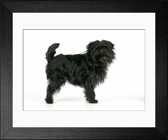 Framed Print : DOG. Affenpinscher Framed Print : DOG. Affenpinscher