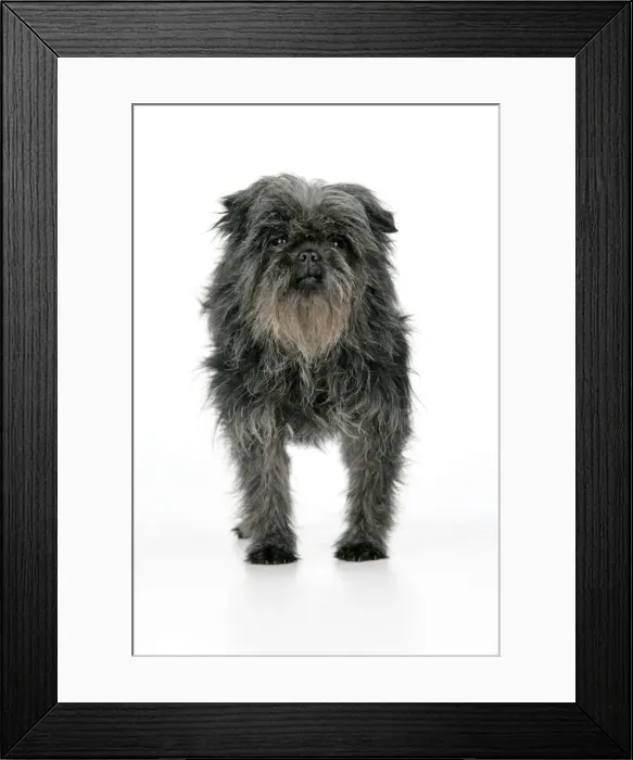Framed Print : DOG. Affenpinscher Framed Print : DOG. Affenpinscher