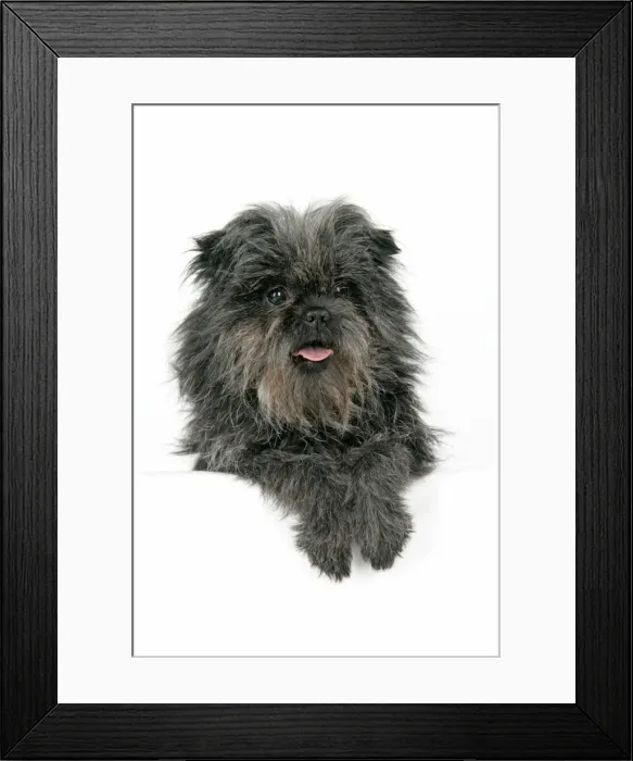 Framed Print : DOG. Affenpinscher Framed Print : DOG. Affenpinscher