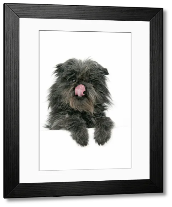 Framed Print : DOG. Affenpinscher Framed Print : DOG. Affenpinscher