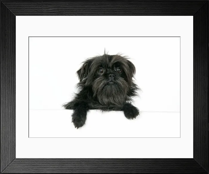 Framed Print : DOG. Affenpinscher Framed Print : DOG. Affenpinscher