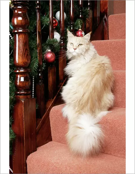 CAT. Maine Coon cat on stairs + Christmas decorations