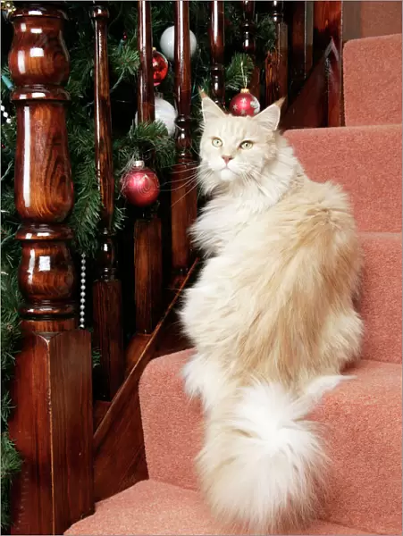 CAT. Maine Coon cat on stairs + Christmas decorations