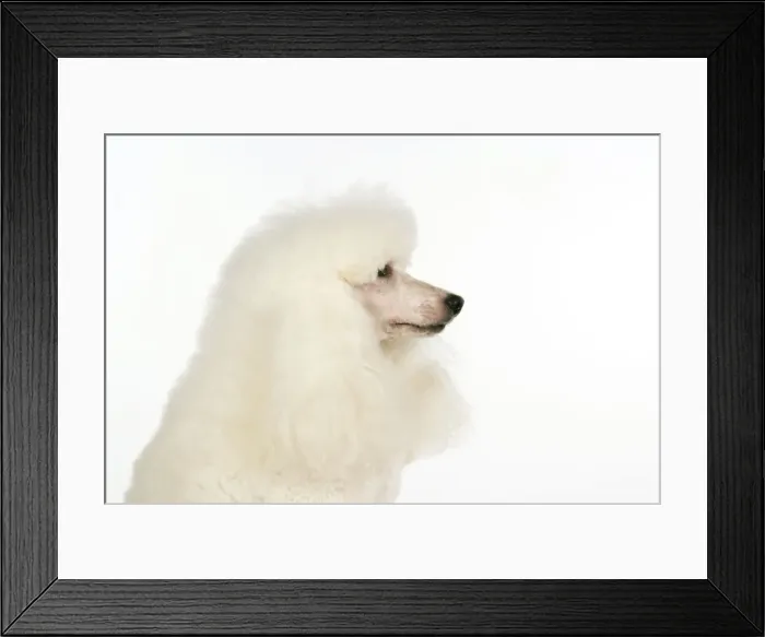 Framed Print : DOG. miniature Poodle Framed Print : DOG. miniature Poodle