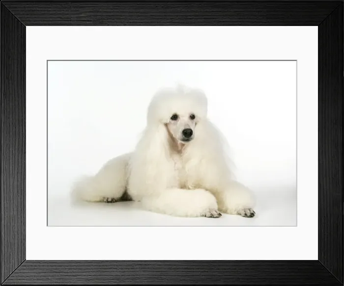 Framed Print : DOG. miniature Poodle Framed Print : DOG. miniature Poodle