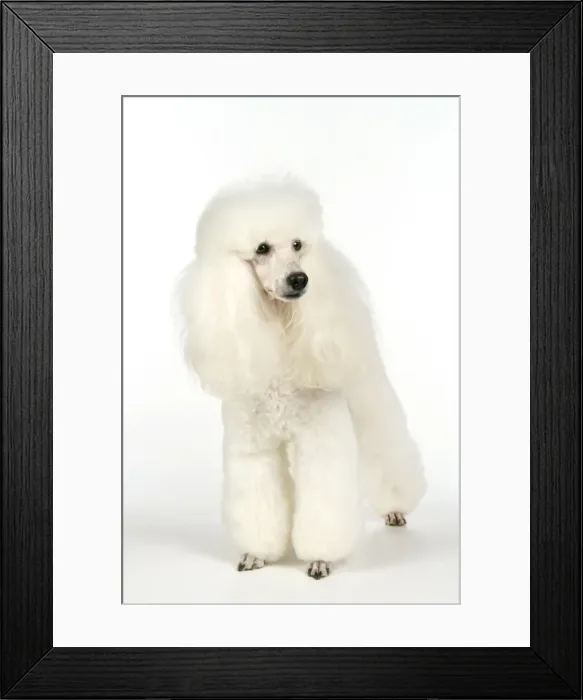 Framed Print : miniature Poodle Dog Framed Print : miniature Poodle Dog