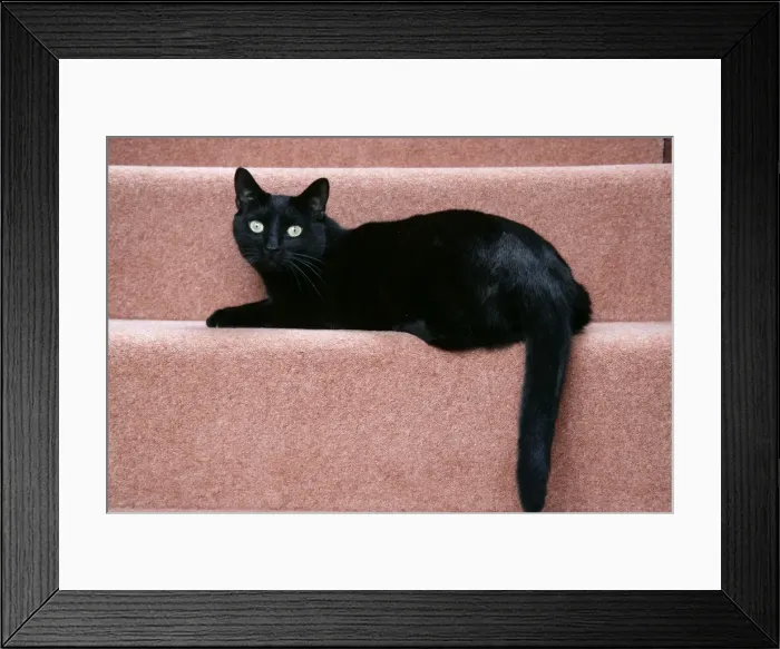 Framed Print : CAT. black cat on stairs