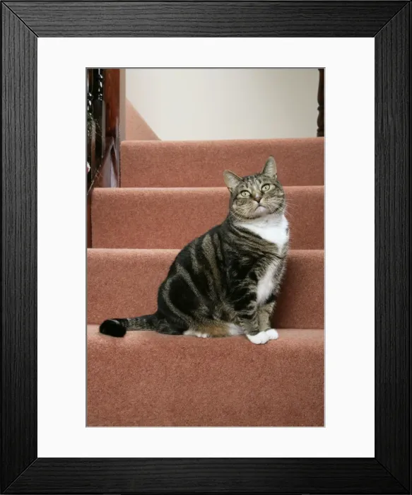Framed Print : CAT. Tabby & white on stairs Framed Print : CAT. Tabby & white on stairs