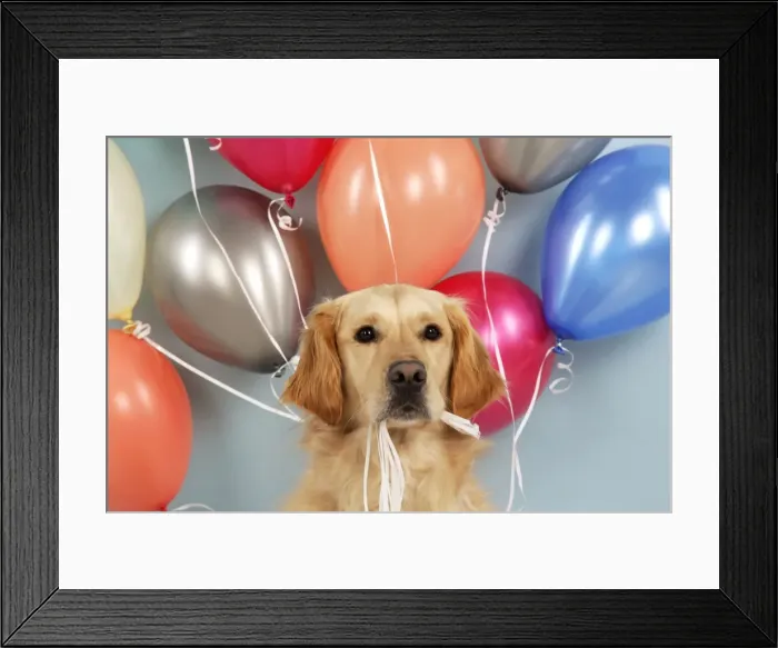 Framed Print : Golden Retriever Dog - holding balloons Framed Print : Golden Retriever Dog - holding balloons