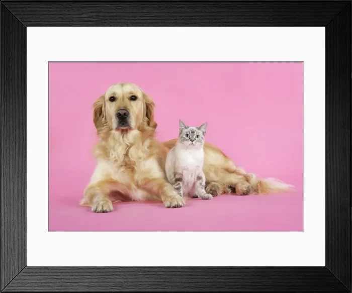 Framed Print : Dog and Cat - Golden Retriever and cat laying down Framed Print : Dog and Cat - Golden Retriever and cat laying down