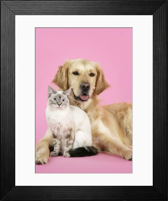 Framed Print : Dog and Cat - Golden Retriever and cat Framed Print : Dog and Cat - Golden Retriever and cat