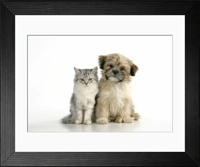 Framed Print : CAT & DOG. Tiffanie with Lhasa Apso cross puppy Framed Print : CAT & DOG. Tiffanie with Lhasa Apso cross puppy