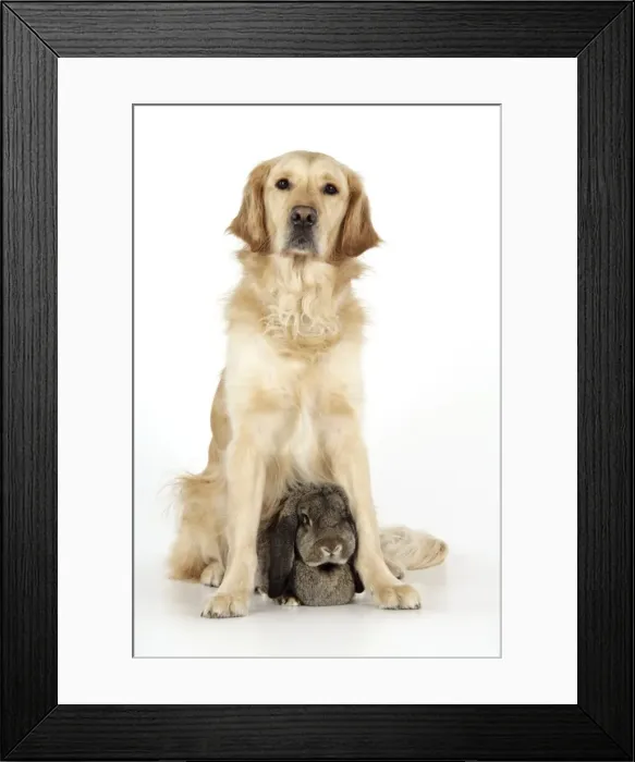 Framed Print : Dog and Rabbit - Golden Retriever and French Lop Framed Print : Dog and Rabbit - Golden Retriever and French Lop