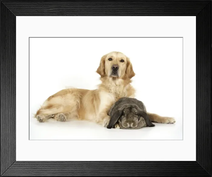 Framed Print : Dog and Rabbit - Golden Retriever and French lop Framed Print : Dog and Rabbit - Golden Retriever and French lop