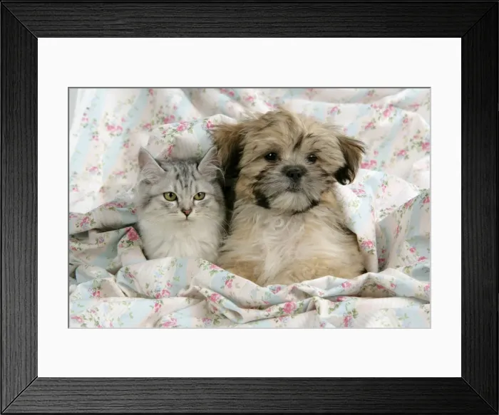 Framed Print : CAT & DOG. Tiffanie with Lhasa Apso cross puppy Framed Print : CAT & DOG. Tiffanie with Lhasa Apso cross puppy