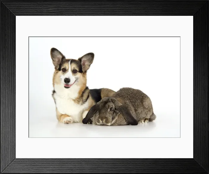 Framed Print : Dog and Rabbit - Pembroke Welsh Corgi and French lop Framed Print : Dog and Rabbit - Pembroke Welsh Corgi and French lop