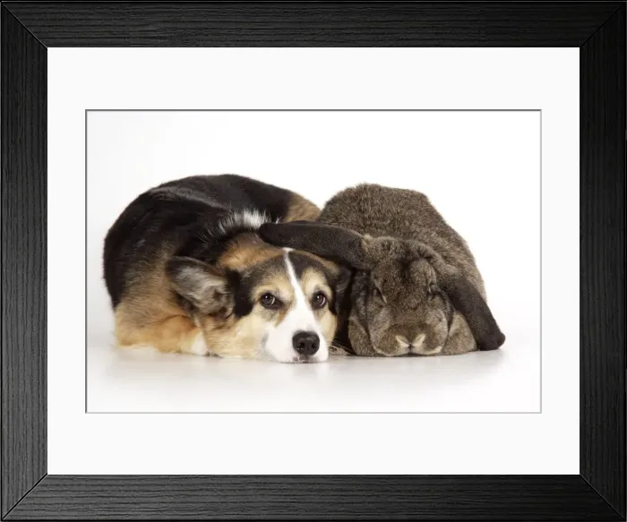 Framed Print : Dog and Rabbit - Pembroke welsh Corgi and French lop Framed Print : Dog and Rabbit - Pembroke welsh Corgi and French lop