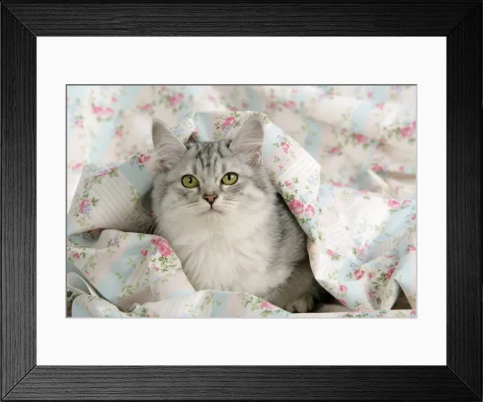 Framed Print : CAT. Tiffanie Framed Print : CAT. Tiffanie