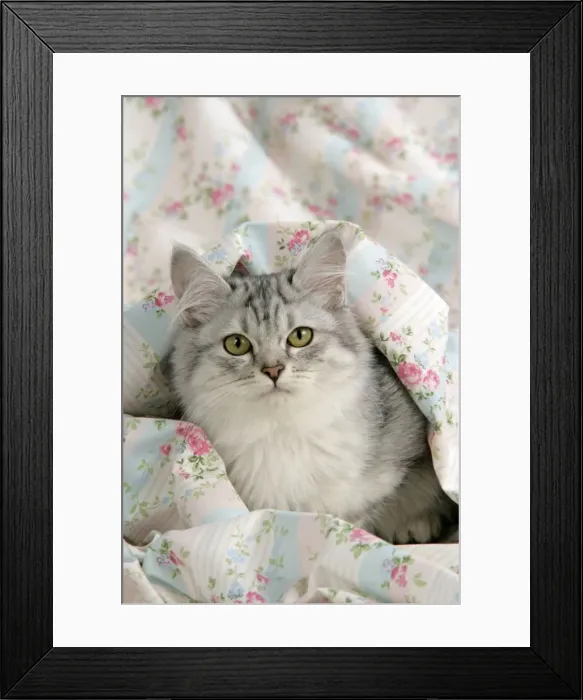 Framed Print : CAT. Tiffanie Framed Print : CAT. Tiffanie