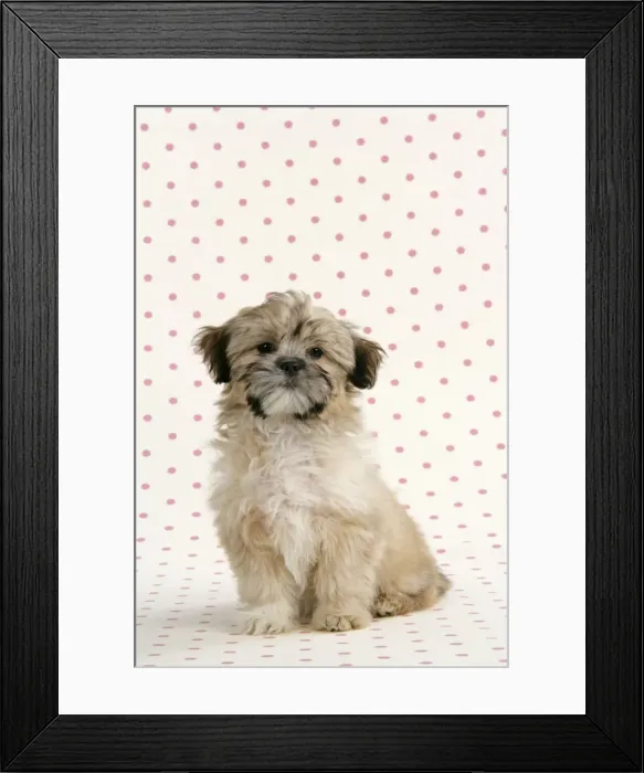 Framed Print : DOG. Lhasa Apso, cross breed puppy Framed Print : DOG. Lhasa Apso, cross breed puppy