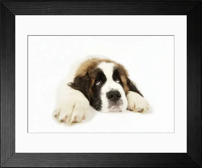 Framed Print : St Bernard Dog - 14 week old puppy Framed Print : St Bernard Dog - 14 week old puppy