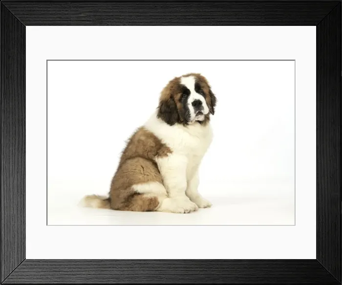 Framed Print : St Bernard Dog - 14 weeks old puppy Framed Print : St Bernard Dog - 14 weeks old puppy