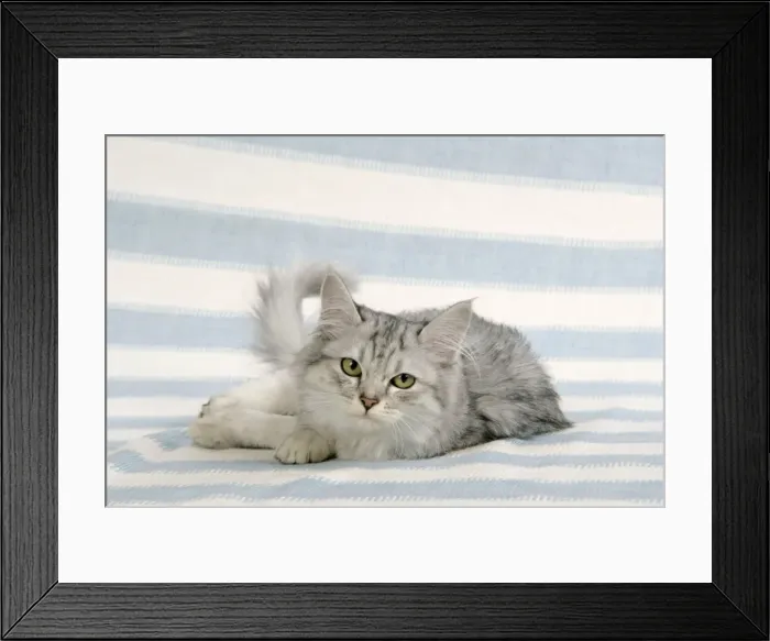 Framed Print : CAT. Tiffanie Framed Print : CAT. Tiffanie