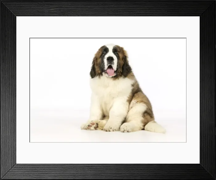 Framed Print : St Bernard Dog - 14 weeks old puppy Framed Print : St Bernard Dog - 14 weeks old puppy