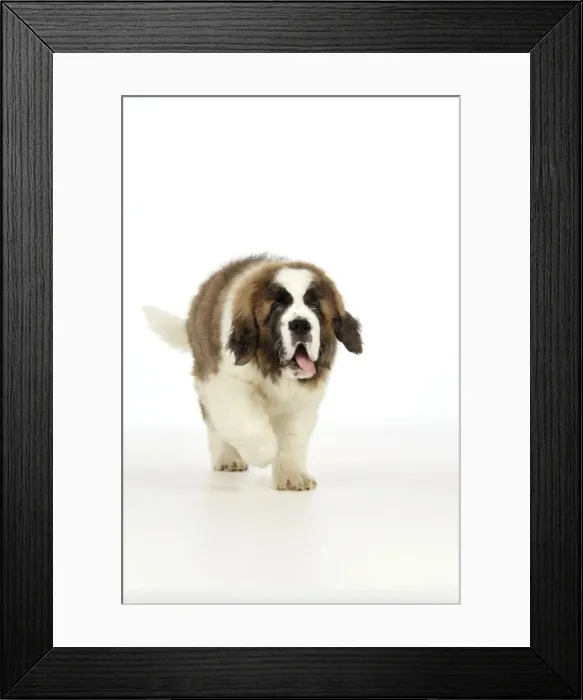 Framed Print : St Bernard Dog - 14 weeks old puppy Framed Print : St Bernard Dog - 14 weeks old puppy
