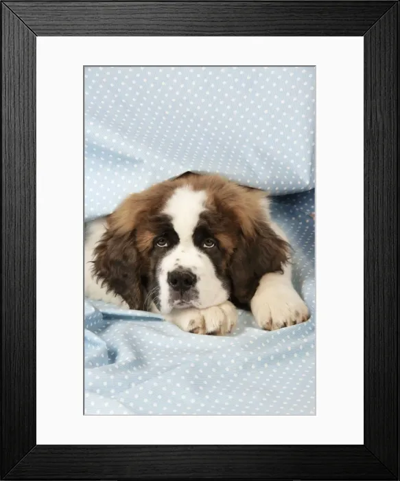 Framed Print : St Bernard Dog - 14 weeks old puppy
