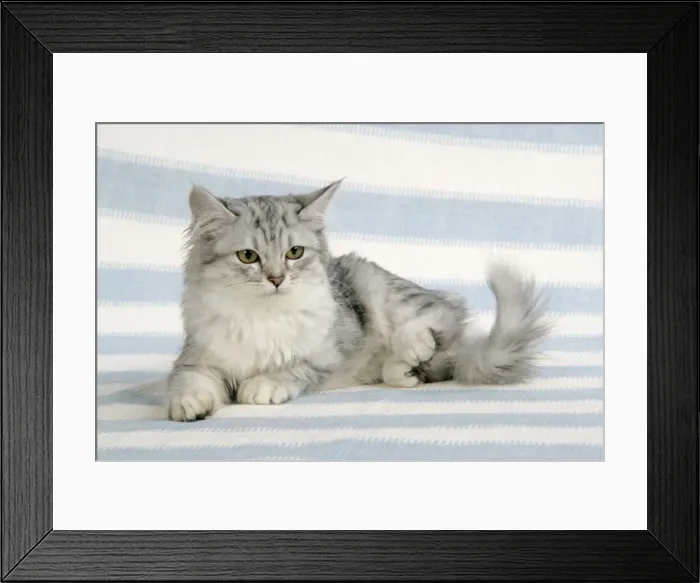 Framed Print : CAT. Tiffanie Framed Print : CAT. Tiffanie