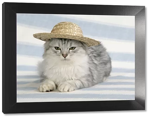 CAT. Tiffanie wearing a straw hat