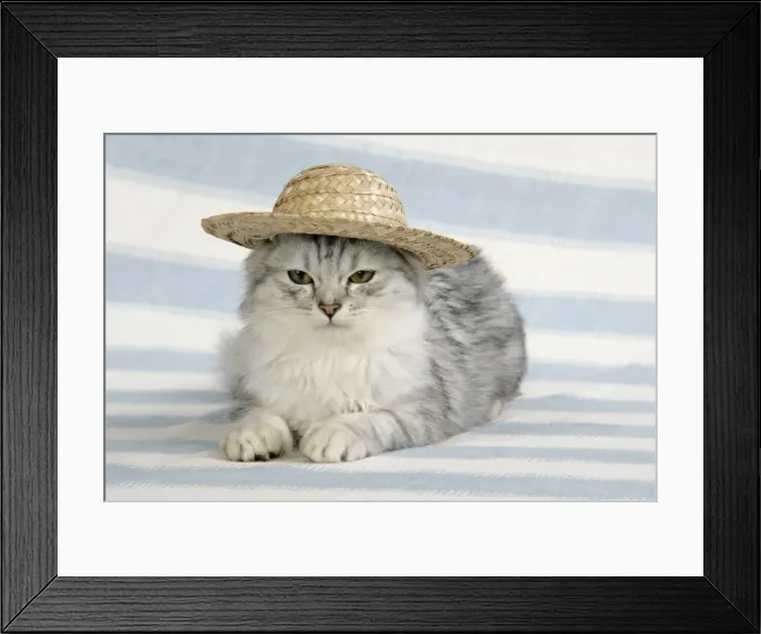 Framed Print : CAT. Tiffanie wearing a straw hat Framed Print : CAT. Tiffanie wearing a straw hat