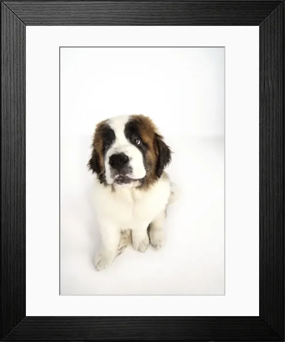 Framed Print : St Bernard Dog - 14 weeks old Framed Print : St Bernard Dog - 14 weeks old