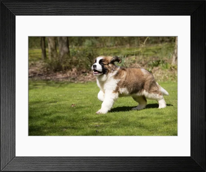Framed Print : St Bernard Dog - 14 weeks old puppy, running Framed Print : St Bernard Dog - 14 weeks old puppy, running