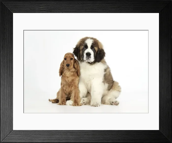 Framed Print : Dog - St Bernard, 14 weeks old puppy & Cocker Spaniel puppy Framed Print : Dog - St Bernard, 14 weeks old puppy & Cocker Spaniel puppy