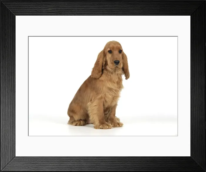 Framed Print : Cocker Spaniel Dog - puppy sitting