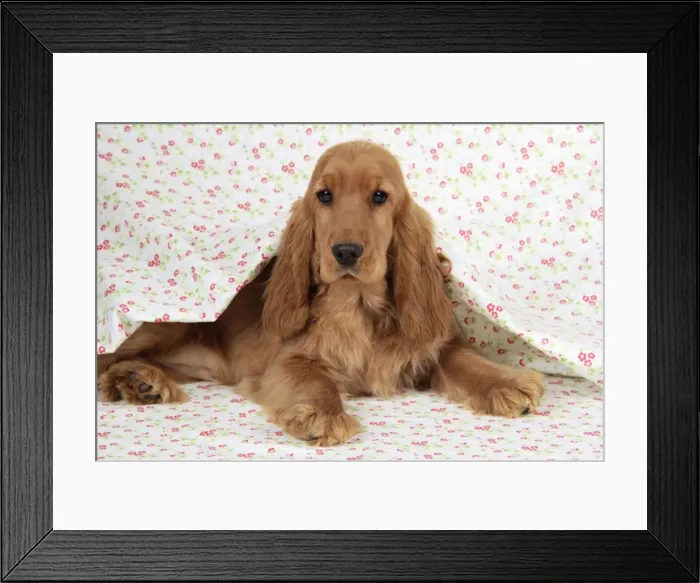 Framed Print : Cocker Spaniel Dog - puppy Framed Print : Cocker Spaniel Dog - puppy