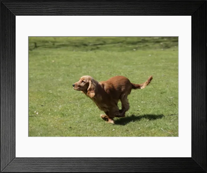 Framed Print : Cocker Spaniel Dog - puppy running