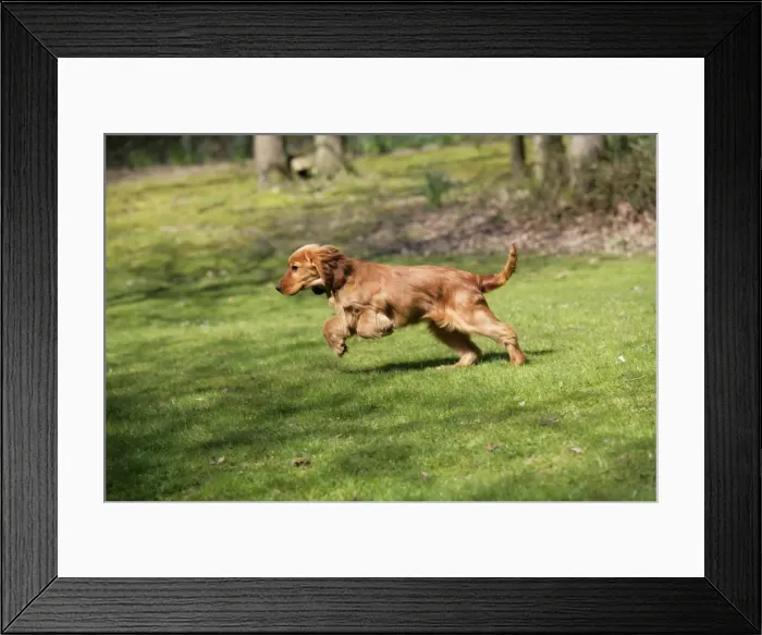 Framed Print : Cocker Spaniel Dog - puppy running