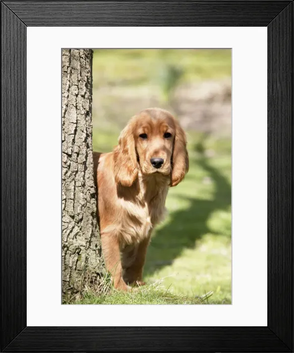 Framed Print : Cocker Spaniel Dog - puppy Framed Print : Cocker Spaniel Dog - puppy